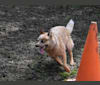 Co-Jack, an Australian Cattle Dog tested with EmbarkVet.com