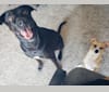 Venom Butterball Shuhart, a Boxer and Chow Chow mix tested with EmbarkVet.com