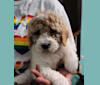 Mia, a Poodle (Standard) tested with EmbarkVet.com