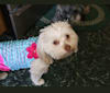 Addie, a Chihuahua and Poodle (Small) mix tested with EmbarkVet.com