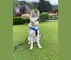 Puck a dog tested with EmbarkVet.com