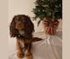 Diamond, a Cavalier King Charles Spaniel tested with EmbarkVet.com