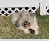 Antosha, an European Village Dog tested with EmbarkVet.com