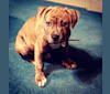 Hank, an American Pit Bull Terrier and American Bulldog mix tested with EmbarkVet.com