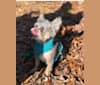 Shadow, a Chihuahua and Poodle (Small) mix tested with EmbarkVet.com
