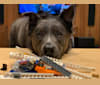 Juna, a Siberian Husky and American Pit Bull Terrier mix tested with EmbarkVet.com