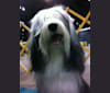 Spencer, a Tibetan Terrier tested with EmbarkVet.com