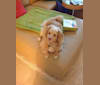 Alex, a Chihuahua and Pomeranian mix tested with EmbarkVet.com