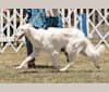 Obie, a Silken Windhound tested with EmbarkVet.com