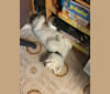Casper, a Maremma Sheepdog tested with EmbarkVet.com