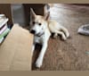 Chai, a Siberian Husky and Shetland Sheepdog mix tested with EmbarkVet.com