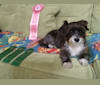 Molly   CGC  TKN, a Poodle (Small) and Shih Tzu mix tested with EmbarkVet.com