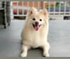 Taro, a Pomeranian and American Eskimo Dog mix tested with EmbarkVet.com