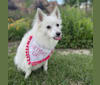 Kitsie, an American Eskimo Dog tested with EmbarkVet.com