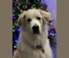 Leo, a Great Pyrenees tested with EmbarkVet.com