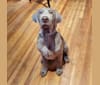 Oban, a Labrador Retriever tested with EmbarkVet.com