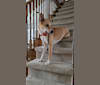 Photo of SPRESSO, an Akita, Siberian Husky, German Shepherd Dog, Labrador Retriever, Border Collie, Golden Retriever, and Mixed mix in Toronto, Ontario, Canada