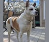 Laika, a Boxer and German Shepherd Dog mix tested with EmbarkVet.com
