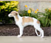 Photo of Charming, a Silken Windhound 
