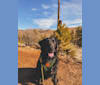 Huck, a Labrador Retriever and American Foxhound mix tested with EmbarkVet.com