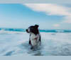Photo of Whisper, a Border Collie  in North Palm Beach, Florida, USA