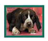 Ernie, a Treeing Walker Coonhound and Plott mix tested with EmbarkVet.com