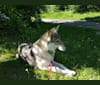 Nya a dog tested with EmbarkVet.com