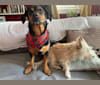 Rita, a Rottweiler and German Shepherd Dog mix tested with EmbarkVet.com