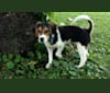 Photo of Frankie, a Beagle, Rat Terrier, Siberian Husky, Golden Retriever, and Mixed mix in Proctorville, Ohio, USA