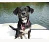 Lily, a Rat Terrier and Labrador Retriever mix tested with EmbarkVet.com