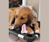 Photo of Sadie Mae, an American Pit Bull Terrier, Beagle, Labrador Retriever, Golden Retriever, and Mixed mix in Canton, GA, USA