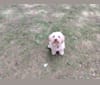 Brock, a Miniature Pinscher and Poodle (Small) mix tested with EmbarkVet.com