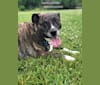 Rosco, an American Pit Bull Terrier and Australian Cattle Dog mix tested with EmbarkVet.com