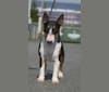 Photo of Biscuit, a Miniature Bull Terrier  in Hungary
