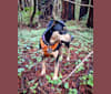 Kira Bear, an American Pit Bull Terrier and Australian Shepherd mix tested with EmbarkVet.com