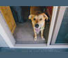 Crosby, a German Shepherd Dog and Rottweiler mix tested with EmbarkVet.com