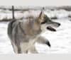 Ember, an Alaskan-type Husky and Siberian Husky mix tested with EmbarkVet.com