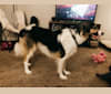 Buzz, an Australian Cattle Dog and Anatolian Shepherd Dog mix tested with EmbarkVet.com