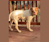 BGA Apollo, an Alapaha Blue Blood Bulldog tested with EmbarkVet.com