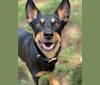 Lyric, an Australian Kelpie tested with EmbarkVet.com