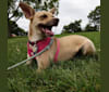 Mina, a Chihuahua and Rat Terrier mix tested with EmbarkVet.com