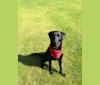 Jimmy, a Labrador Retriever and Scottish Terrier mix tested with EmbarkVet.com