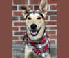Delta, a German Shepherd Dog and American Pit Bull Terrier mix tested with EmbarkVet.com