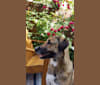 Miskin, a Middle Eastern Village Dog tested with EmbarkVet.com