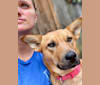 Miss Bailey, an Australian Cattle Dog and American Pit Bull Terrier mix tested with EmbarkVet.com