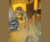 Allen, a Labrador Retriever and Rottweiler mix tested with EmbarkVet.com