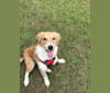 Photo of Charlie, an Australian Shepherd, American Pit Bull Terrier, and Mixed mix in Humble, Texas, USA