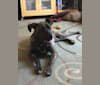 Cujo aka Loki, an American Bully and German Shepherd Dog mix tested with EmbarkVet.com