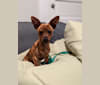 Ty, a Chihuahua and Miniature Pinscher mix tested with EmbarkVet.com