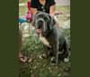 Photo of Maui, a Neapolitan Mastiff  in Arlington, TX, USA